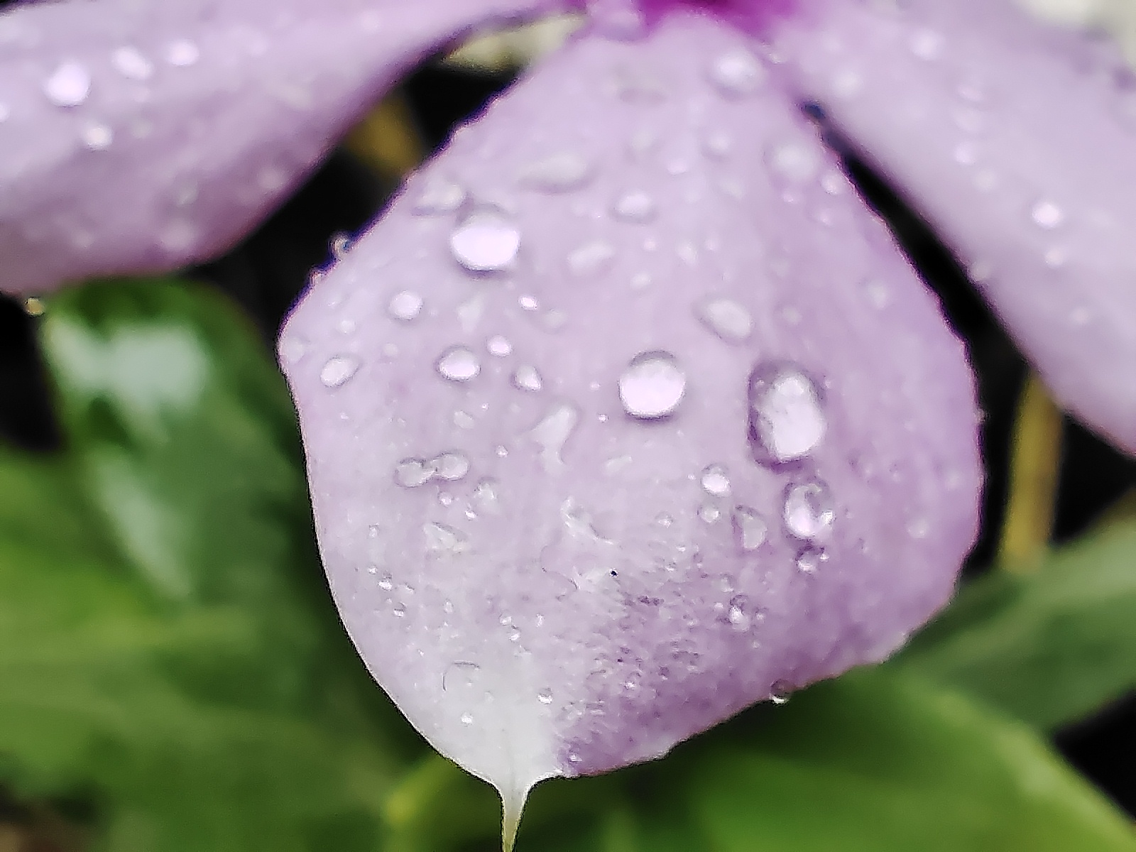 Vivo X50 Camera Images